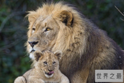 非洲动物战斗力排名前十名，非洲狮排第一，第九速度最快