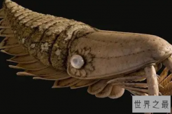 已灭绝的十大最强怪物，第二长达12米，碳龟排第六