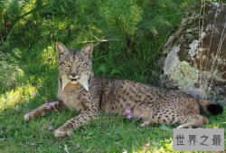 世界上十大濒危动物名单，双峰驼排第四，第七是活化石