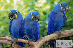 最漂亮的十种鸟，第五生活在海上，第十是中国特有品种