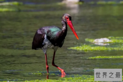 中国十大名贵鸟，鸟中大熊猫排第一，第十是鸟中歌手