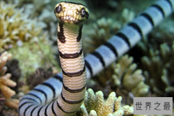 十大最毒的海洋生物，第五擅长伪装，第十有药用价值
