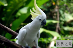 十大名贵鹦鹉品种，第一最为珍贵，椰子金刚排第六