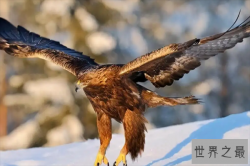 最凶猛的鸟十大排名，秃鹫上榜，第九是国家一级保护动物
