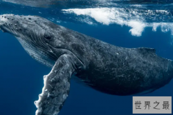 十大最大的海洋生物排名，第一是蓝鲸，虎鲸上榜