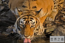 十大最强的老虎排名，老虎女王上榜，第二是食人虎