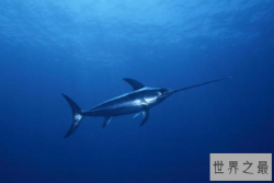 速度最快的十大海洋生物，最快时速130公里，巨头鲸上榜