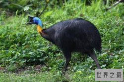 世界上十大最危险的鸟类，鹤鸵最凶猛，第三是大长腿