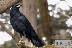 十大聪明鸟类，第一最为聪明，空中霸主排第八