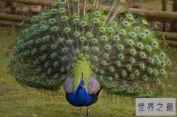 十大最漂亮的鸟，火烈鸟上榜，第八是中国特有的鸟类品种