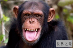 十大聪明动物排名，大猩猩排第一，第四可以说话