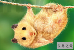世界上最漂亮的十种老鼠，龙猫原型排第二，第九可以飞