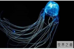 海洋十大危险动物排名，沙岩海葵上榜，第一毒性最强