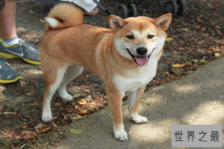 十大最护主的狗，中华田园犬上榜，第九一生只认一个主人