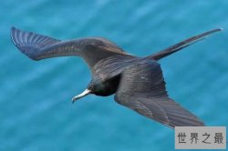 动物界速度之王的十大排名，有袋动物仅排第十，第一时速破400