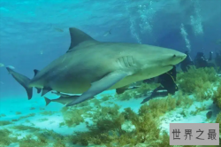 十大凶猛鲨鱼排名，虎鲨排第三，第二被称为噬人鲨