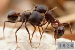 世界十大有毒蚂蚁，子弹蚁毒性最强，第三体型最大