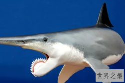 远古十大凶猛动物，巨齿鲨排第一，奇虾仅排第九