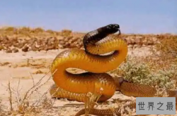 世界十大毒蛇，细鳞太攀蛇排第一，第十是蛇类煞星