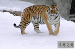 世界最厉害动物排名前十，鬣狗上榜，第一被称“丛林之王”