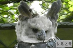 最凶猛的鹰十大排名，海东青排第五，第二喜欢吃猴子