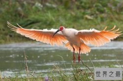 中国十大珍稀鸟类，东方宝石排第一，多种中国特有鸟类上榜