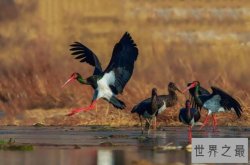 十大濒危鸟类，鸟类大熊猫排第一，第七是鸟类活化石