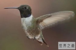 10大最可爱的鸟，世界上最小的鸟排第一，第二仅分布在澳大利亚