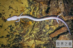 十大没有眼睛的动物 洞螈上榜，第六是最受欢迎的观赏鱼