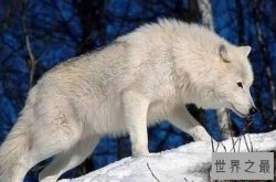 狼的战斗力十大排名，冰河时期幸存者排第一，第三有多个亚种