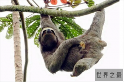 十大缓慢哺乳动物 三趾树懒上榜，第九是国宝级动物