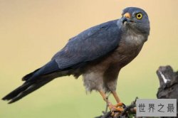 十大有益鸟类，雉鸡排第五，第四是呆萌可爱的猫头鹰