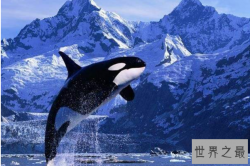 十大最强海洋生物，虎鲸排第一，第十历史最长