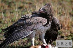 世界上十大最危险的鸟类，秃鹫被用于天葬，第二是菲律宾国鸟
