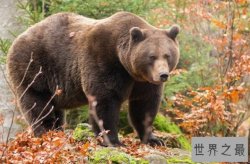十大动物嗅觉排行榜，变温动物排第五，第三是新西兰国鸟