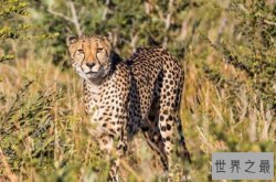 动物奔跑速度排名前二十名，猫科动物上榜2种，第四不会飞