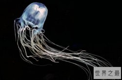 世界上最毒的动物前十，多种蛇类上榜，榜首致死时间30秒