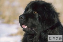 世界公认的犬中之王—犬中之王排名第一是谁