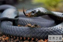 世界上最快的爬行动物排行榜，蜥蜴上榜2种，第一是致命毒蛇