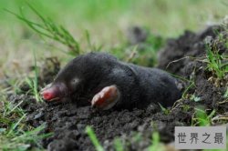 视力最差的动物排名，鼹鼠视力完全退化，第二仅能感受光亮和黑暗