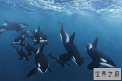 团队合作的动物前十名，海上霸王位列第一，第五是最聪明的动物