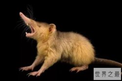 十大有毒的哺乳动物，臭鼬排第二，第四是最低等哺乳动物