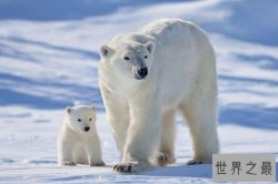 陆地上最厉害十大动物 东北虎上榜，第一是最大的陆地食肉动物