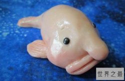 世界最丑十大动物 鮟鱇鱼上榜,第一丑的出奇