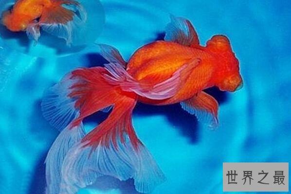 中国十大名贵金鱼 玉印头鱼上榜，第五有“鸿运当头”的寓意