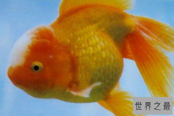 中国十大名贵金鱼 玉印头鱼上榜，第五有“鸿运当头”的寓意
