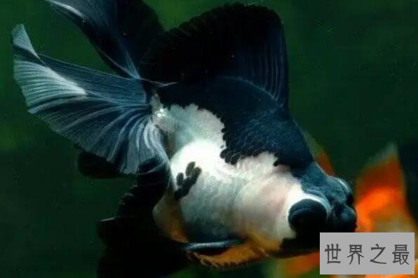 中国十大名贵金鱼 玉印头鱼上榜，第五有“鸿运当头”的寓意