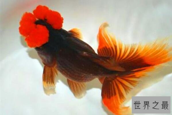 中国十大名贵金鱼 玉印头鱼上榜，第五有“鸿运当头”的寓意