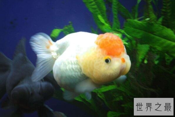 中国十大名贵金鱼 玉印头鱼上榜，第五有“鸿运当头”的寓意