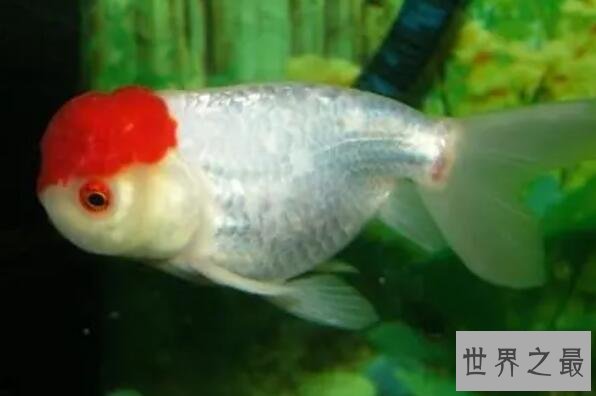 中国十大名贵金鱼 玉印头鱼上榜，第五有“鸿运当头”的寓意